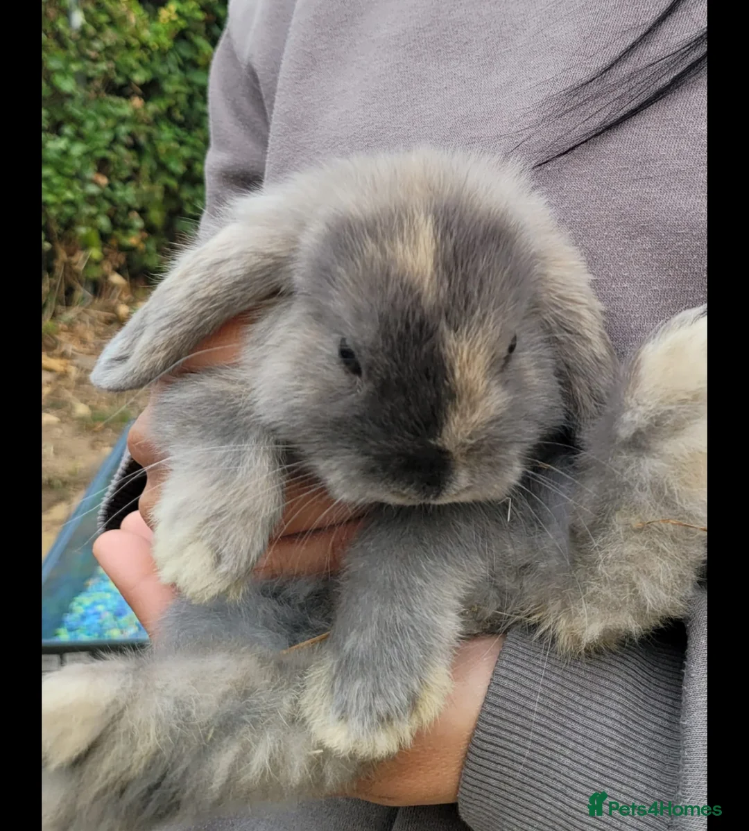 Mini Lop rabbits for sale: Bonded mini lop bunny pair - male & female - Advert 2