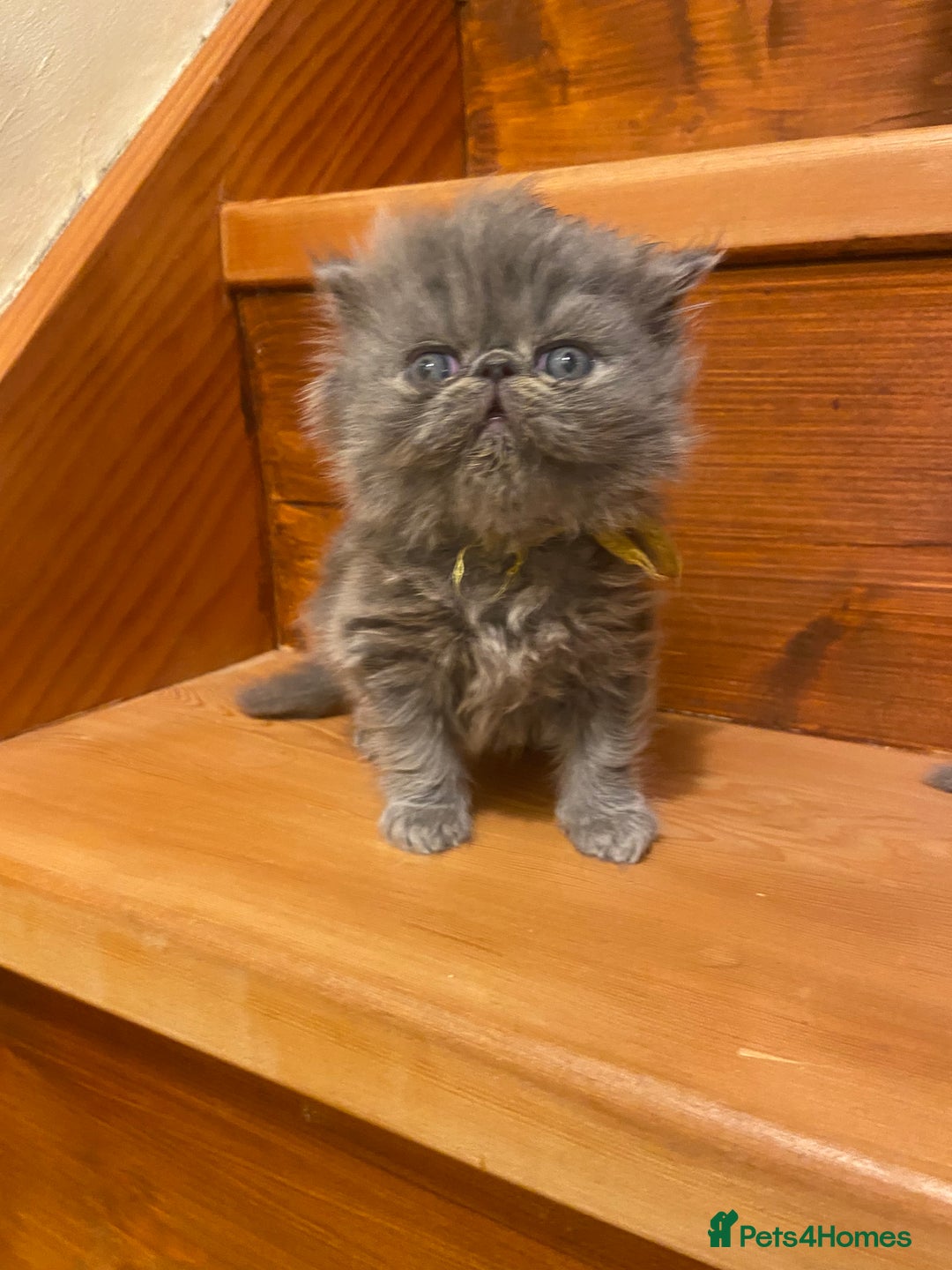 Persian cats for sale: Stunning pedigree Persian kittens - Advert 27