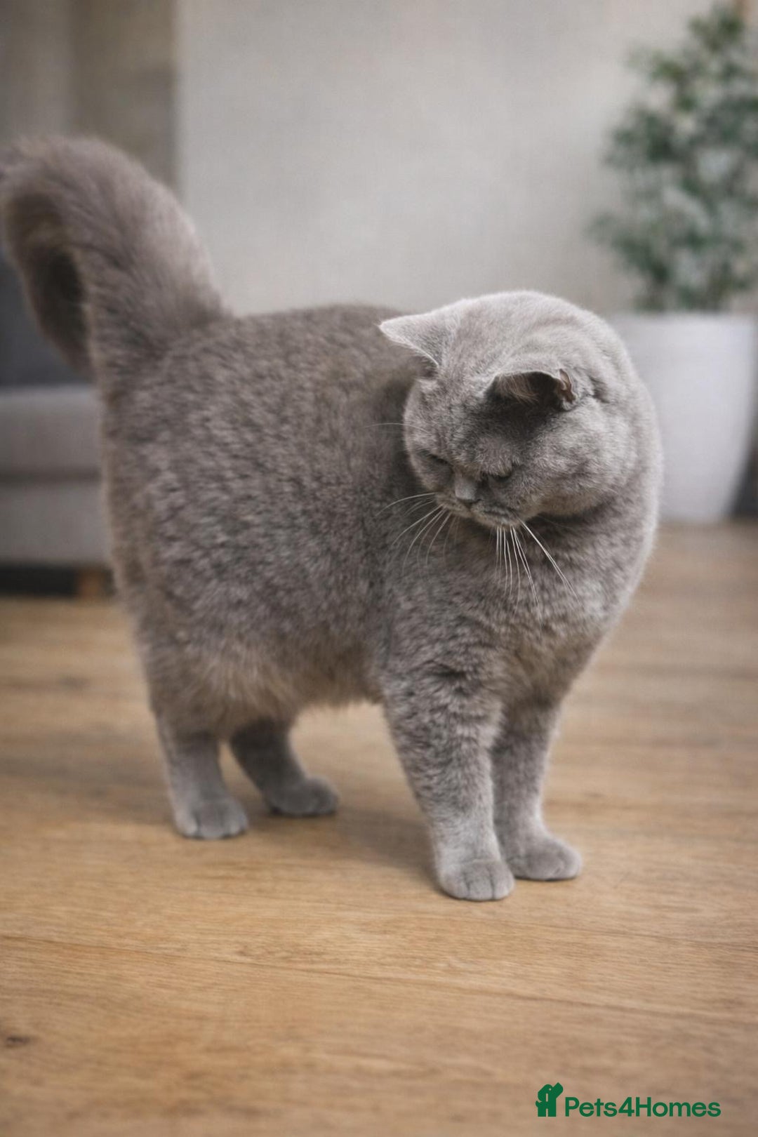 British Shorthair cats for sale: Beautiful British shorthair female  (Active) - Advert 4