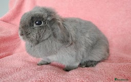 Mini Lop rabbits for sale: Mini lop doe for sale  - Image 4