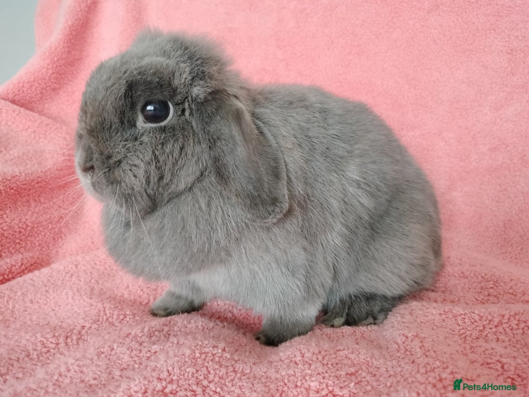 Mini Lop rabbits for sale: Mini lop doe for sale  - Image 4