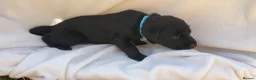 Springador dogs for sale: 6 beautiful springador Puppies fo4 sale - Advert 15