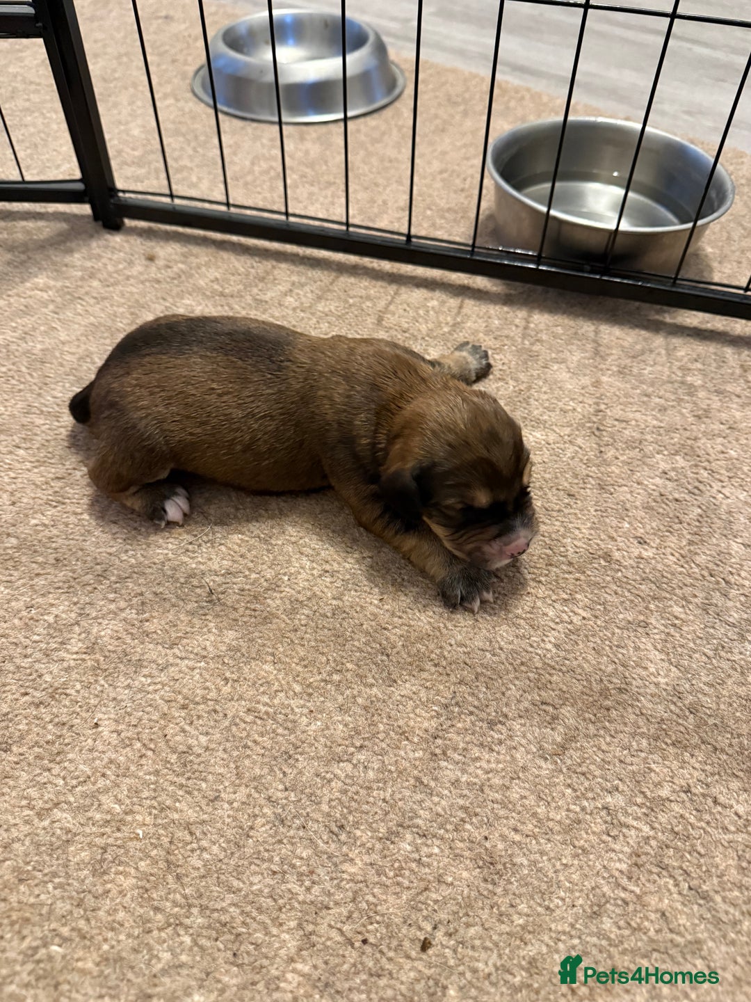 Cockerdor dogs for sale: Cocker spaniel/ Labrador puppies  - Advert 8