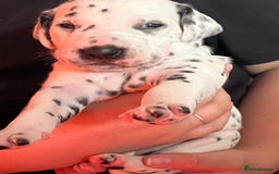 Dalmatian dogs for sale: Stunning Dalmatian puppies KC reg show winners - Image 5
