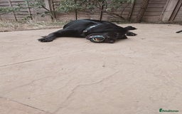 Mixed Breed dogs for sale: Cocker spaniel x German shepherd  - Image 3