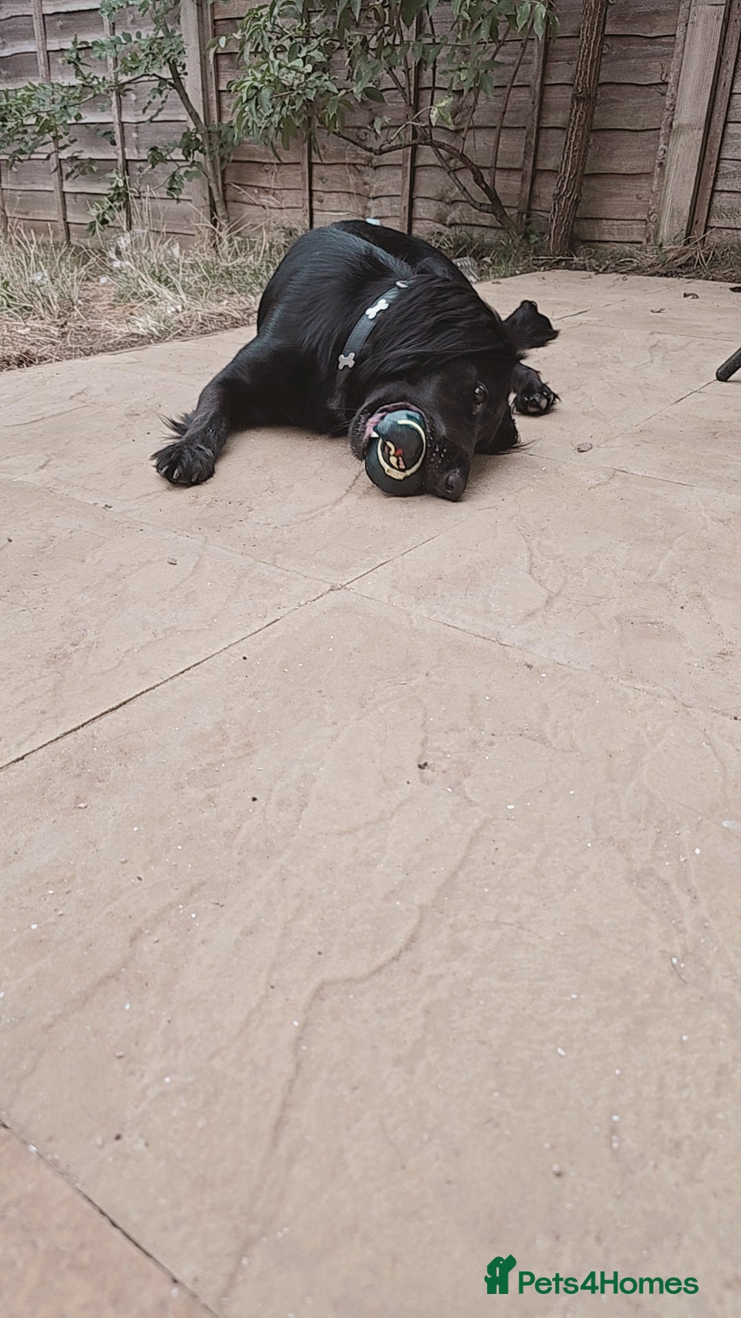 Mixed Breed dogs for sale: Cocker spaniel x German shepherd  - Image 3