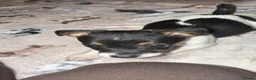 Jack Russell dogs for sale: Short legged Jack Russel puppies.  - Advert 5