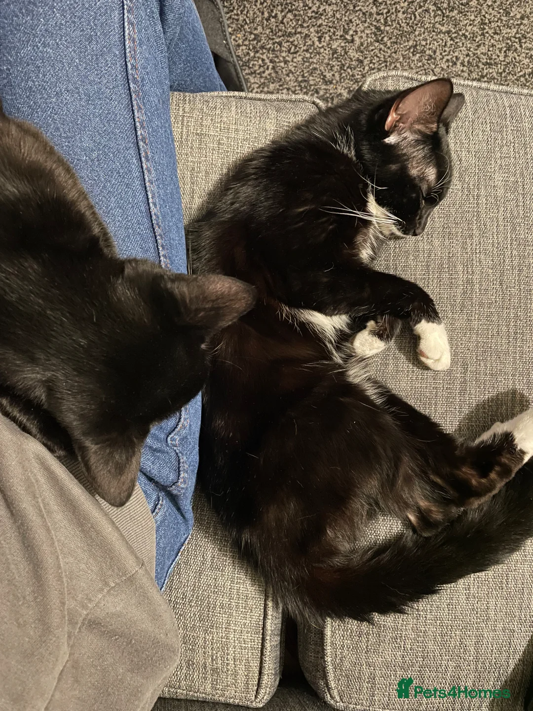 Mixed Breed cats for sale: For sale to a great home  in Derby - Advert 2