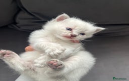 Ragdoll cats for sale: Ragdoll kittens  - Image 11