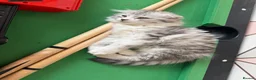 Persian cats for sale: Persian grey/scottishfold kittens  in Blackwood - Advert 6