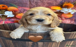 Cocker Spaniel dogs for sale: Beautiful KC Show Cocker Spaniels💙🩷 - Image 9