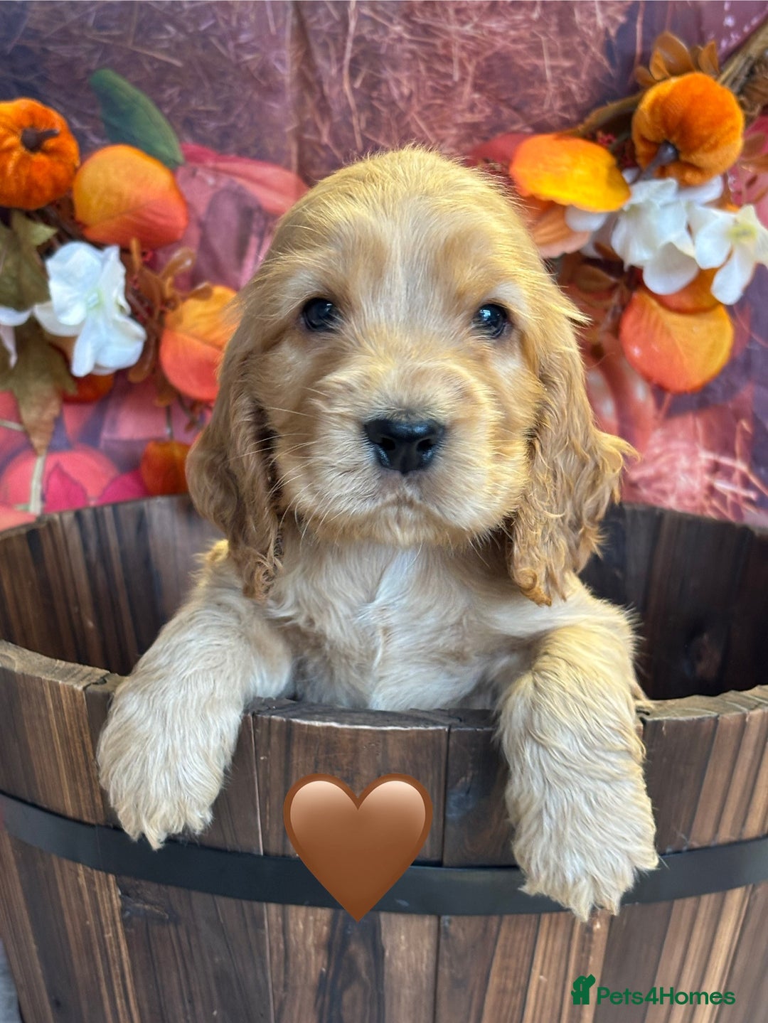 Cocker Spaniel dogs for sale: Beautiful KC Show Cocker Spaniels💙🩷 - Image 9