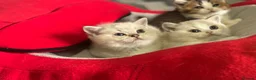 Munchkin cats for sale: Full Pedigree Munchkin Kittens - Advert 10