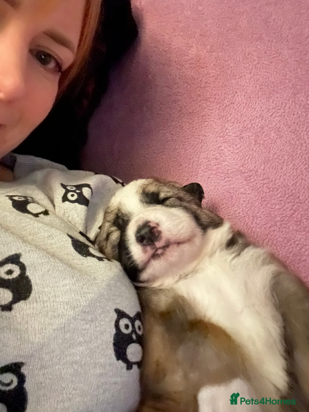 Mixed Breed dogs for sale: Gorgeous pups  - Advert 17