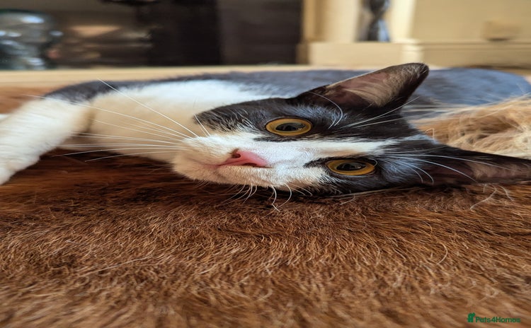 Lykoi cats - Advert 1