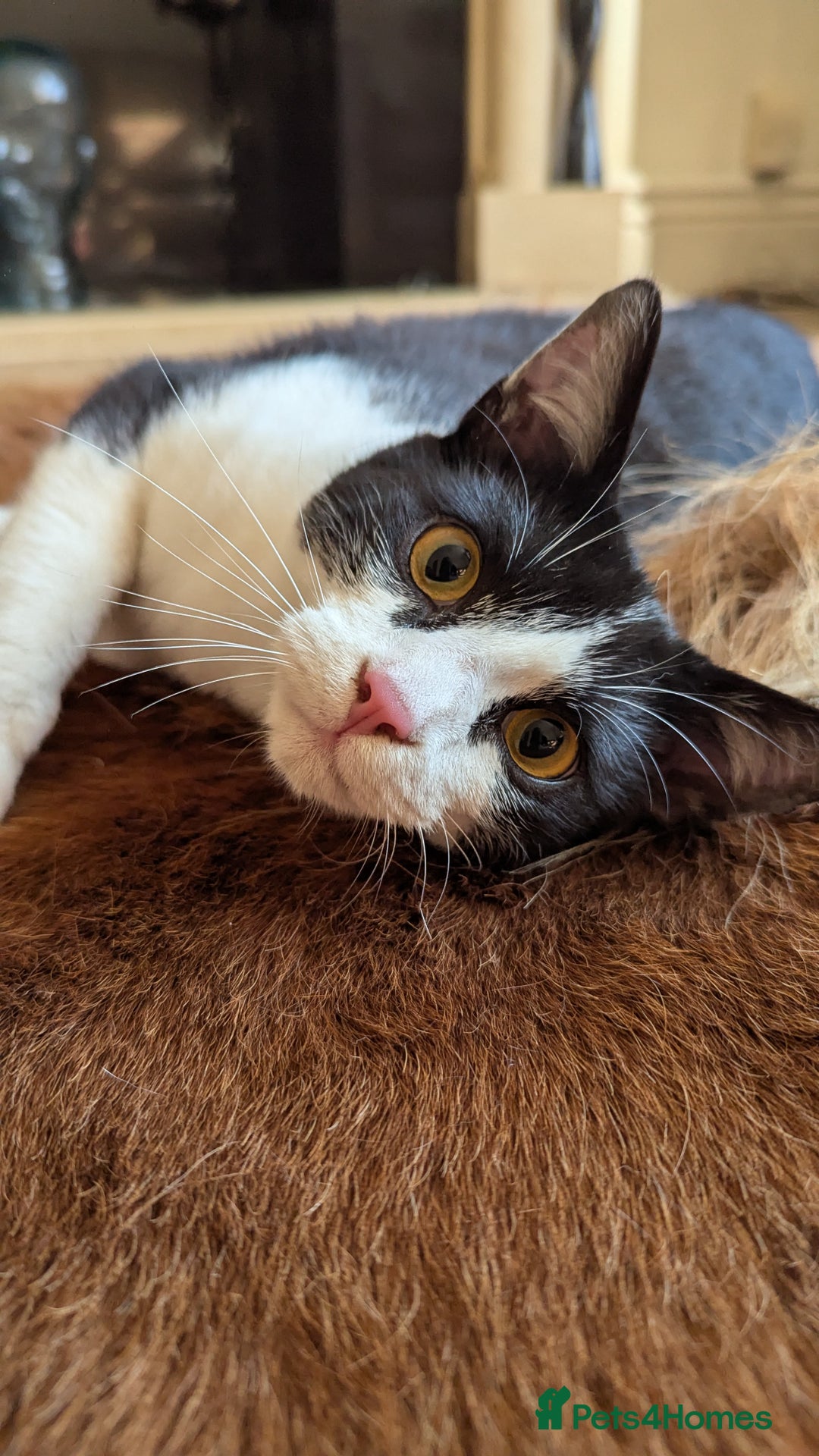Lykoi cats for sale: Stunning Lykoi White, Black & White Furry Boys - Image 1
