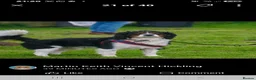 Cavalier King Charles Spaniel dogs for stud: Cavalier King Charles Spaniel  - Advert 5