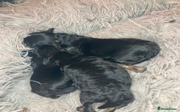 Cavapoo dogs for sale: Phantom Toy cavapoo puppies  - Image 10