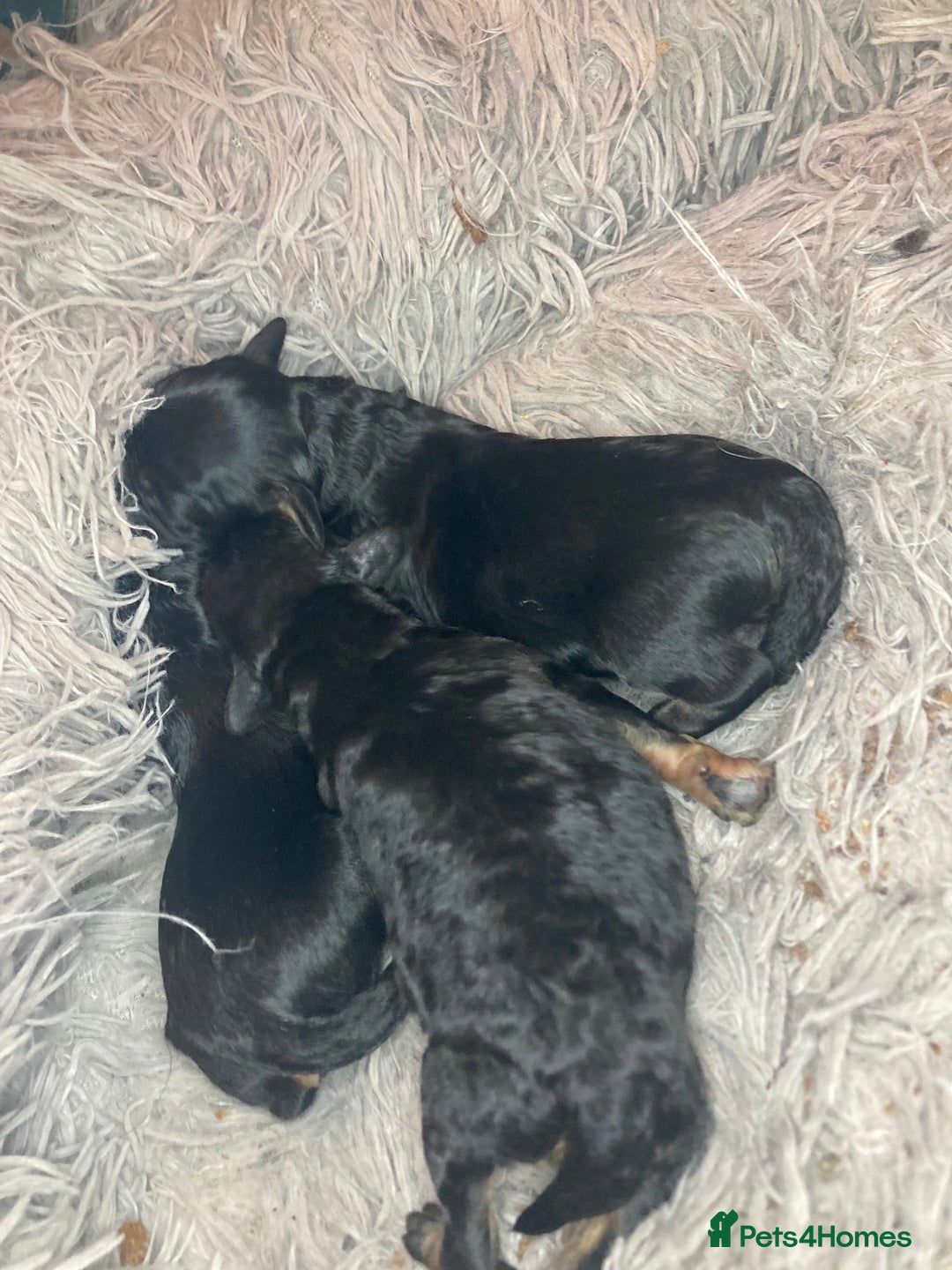 Cavapoo dogs for sale: Phantom Toy cavapoo puppies  - Image 10