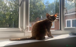 Devon Rex cats for sale: Wonderful Amy is looking for a home - Image 5