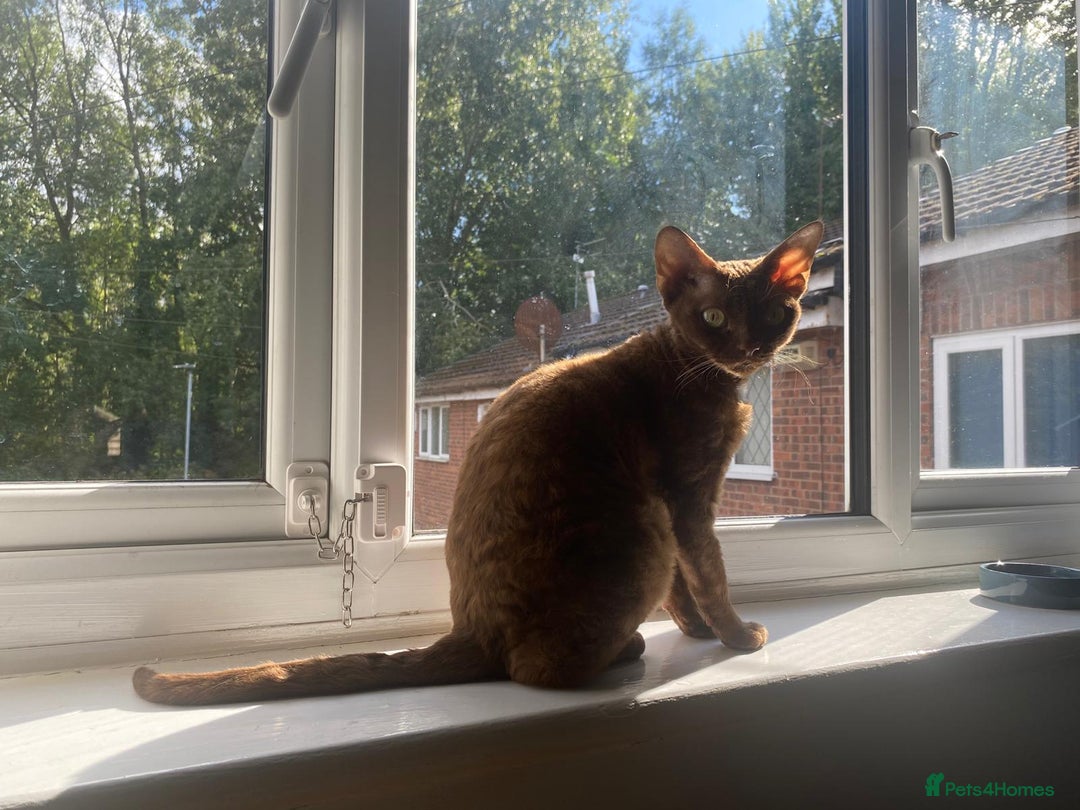 Devon Rex cats for sale: Wonderful Amy is looking for a home - Image 5