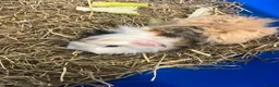 Guinea Pig rodents for sale: 2 male guinea pigs for sale  - Advert 4