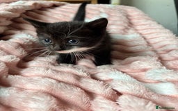 Mixed Breed cats for sale: 3 adorable kittens! Ready in 3 weeks!! 🐈‍⬛🐈‍⬛ - Image 10