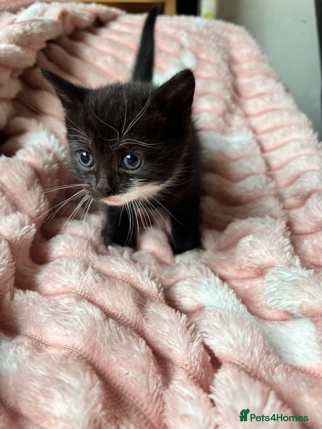 Mixed Breed cats for sale: 3 adorable kittens! Ready in 3 weeks!! 🐈‍⬛🐈‍⬛ - Image 10