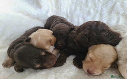 Cockapoo dogs for sale: F1b Cockapoos. Boys & Girls. DNA HEALTH TESTED - Image 19