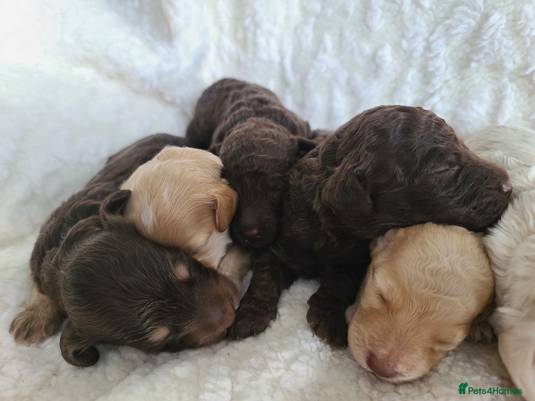 Cockapoo dogs for sale: F1b Cockapoos. Boys & Girls. DNA HEALTH TESTED - Image 19