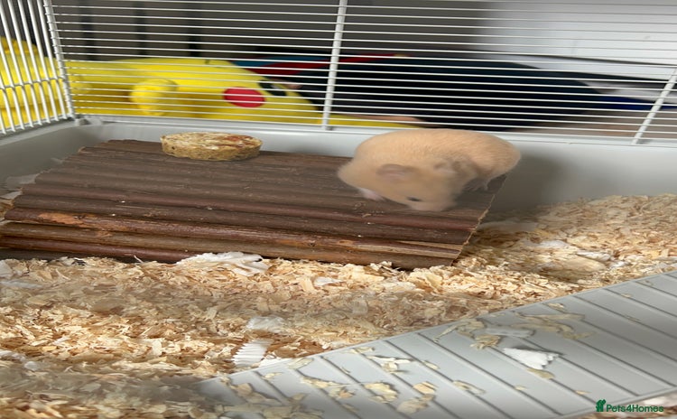 Hamster rodents - Advert 7