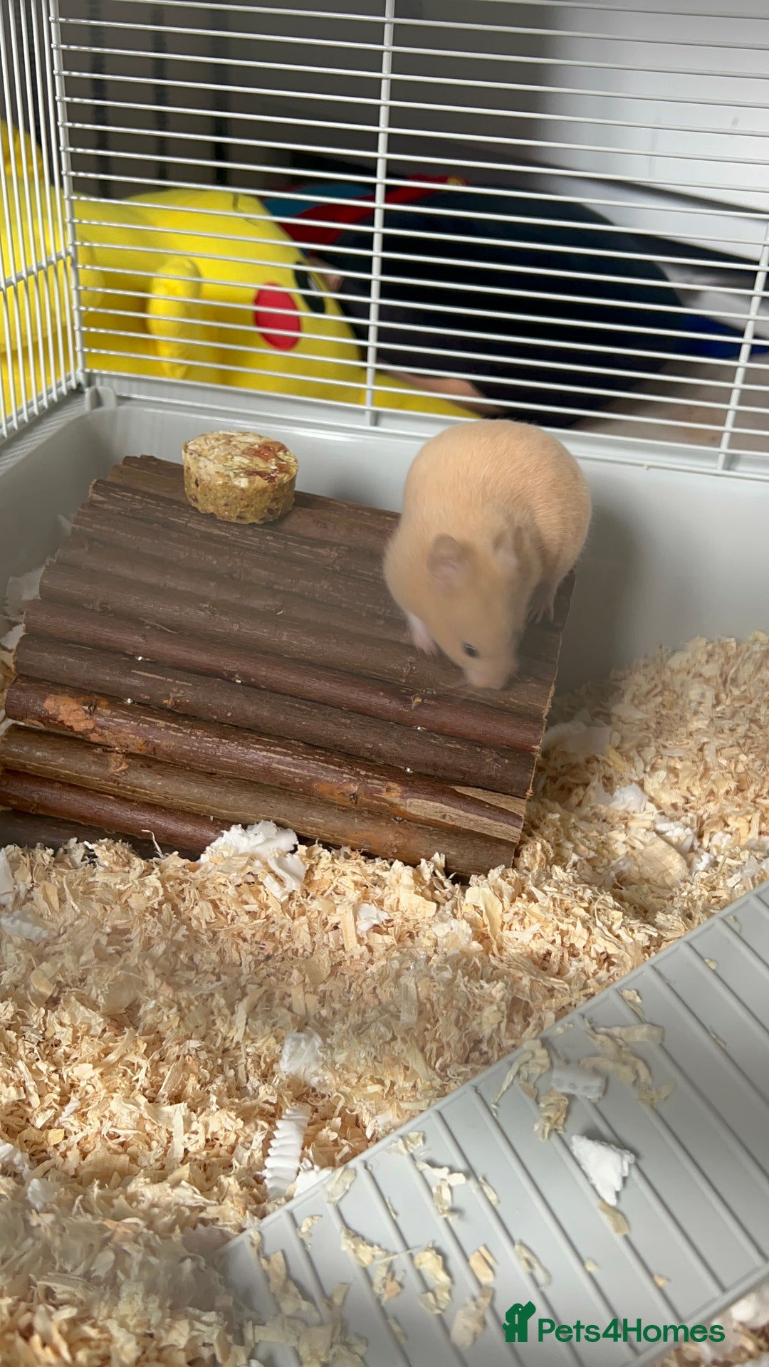 Hamster rodents for sale: Female hamster - ginger in colour  - Image 1