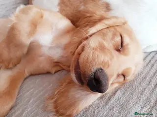 Cocker Spaniel dogs 4 year old female golden cocker spaniel - Advert 8