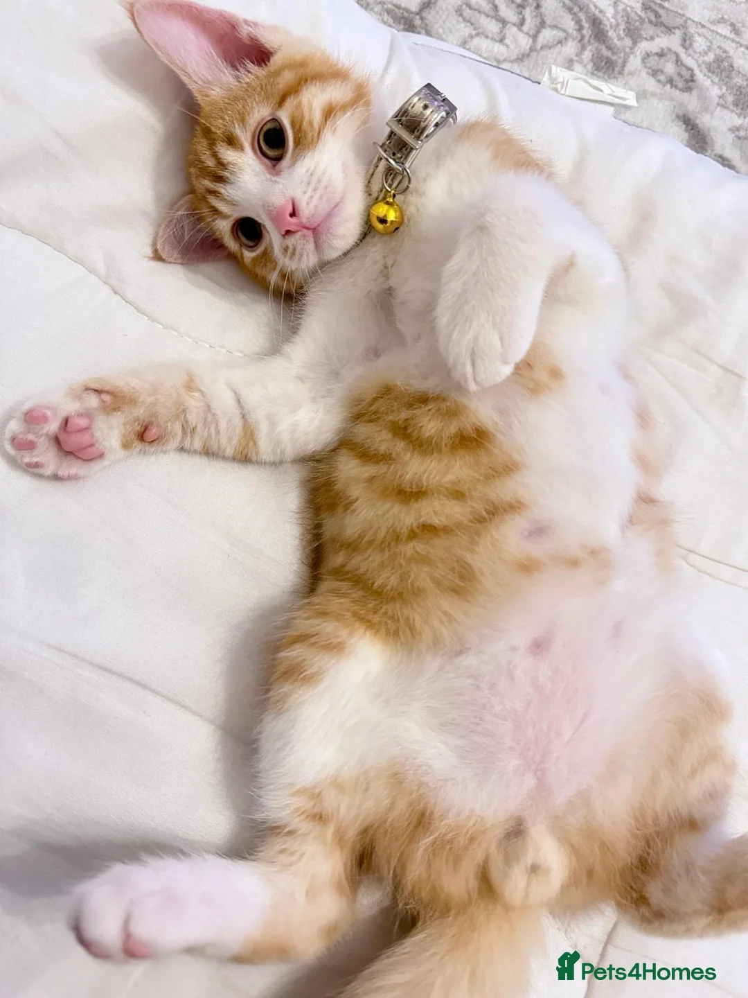 Mixed Breed cats for sale: Mixed breed cat - Advert 6