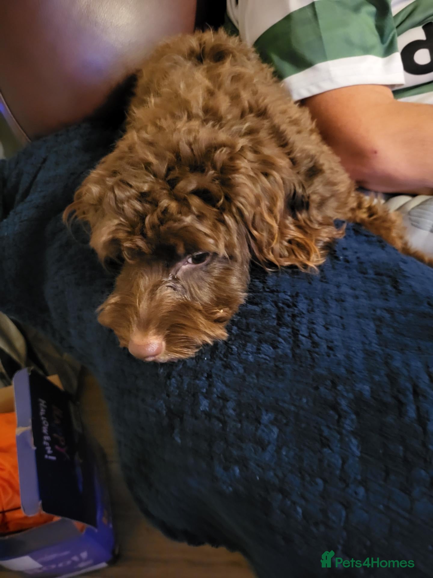 Cockapoo dogs Female cockapoo  - Advert 2