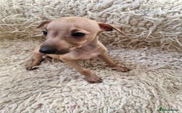 Italian Greyhound dogs for sale: KC reg  Italian greyhound puppies  - Image 3