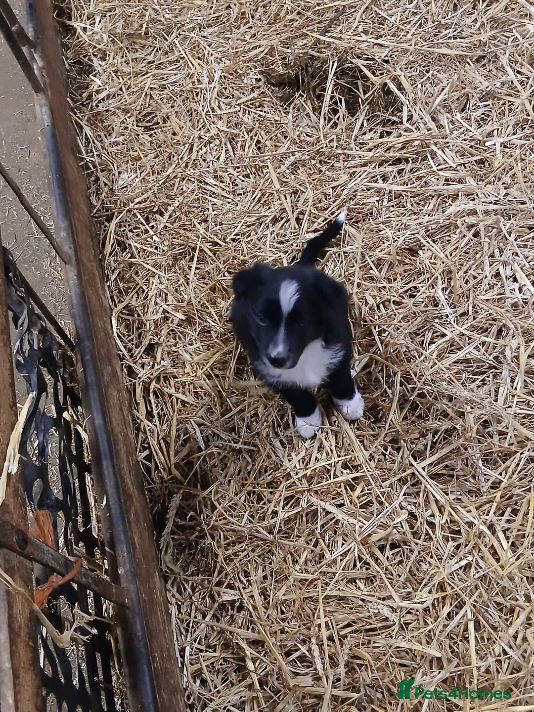 Border Collie dogs for sale: Adorable sherp dog pups for sale - Advert 3