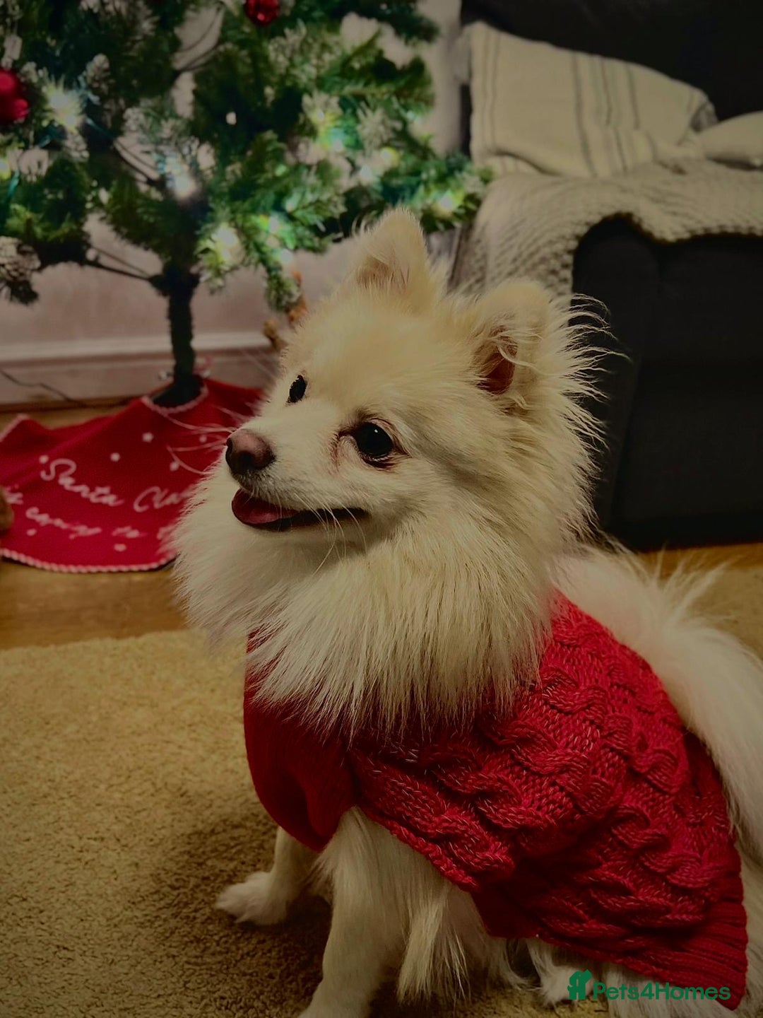 Pomeranian dogs for stud:  JAX – Valentine’s Day Gentleman” - Advert 12