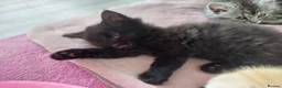 Mixed Breed cats for sale: Gorgeous Loving Kittens Looking for Forever Homes  in Slough - Advert 7