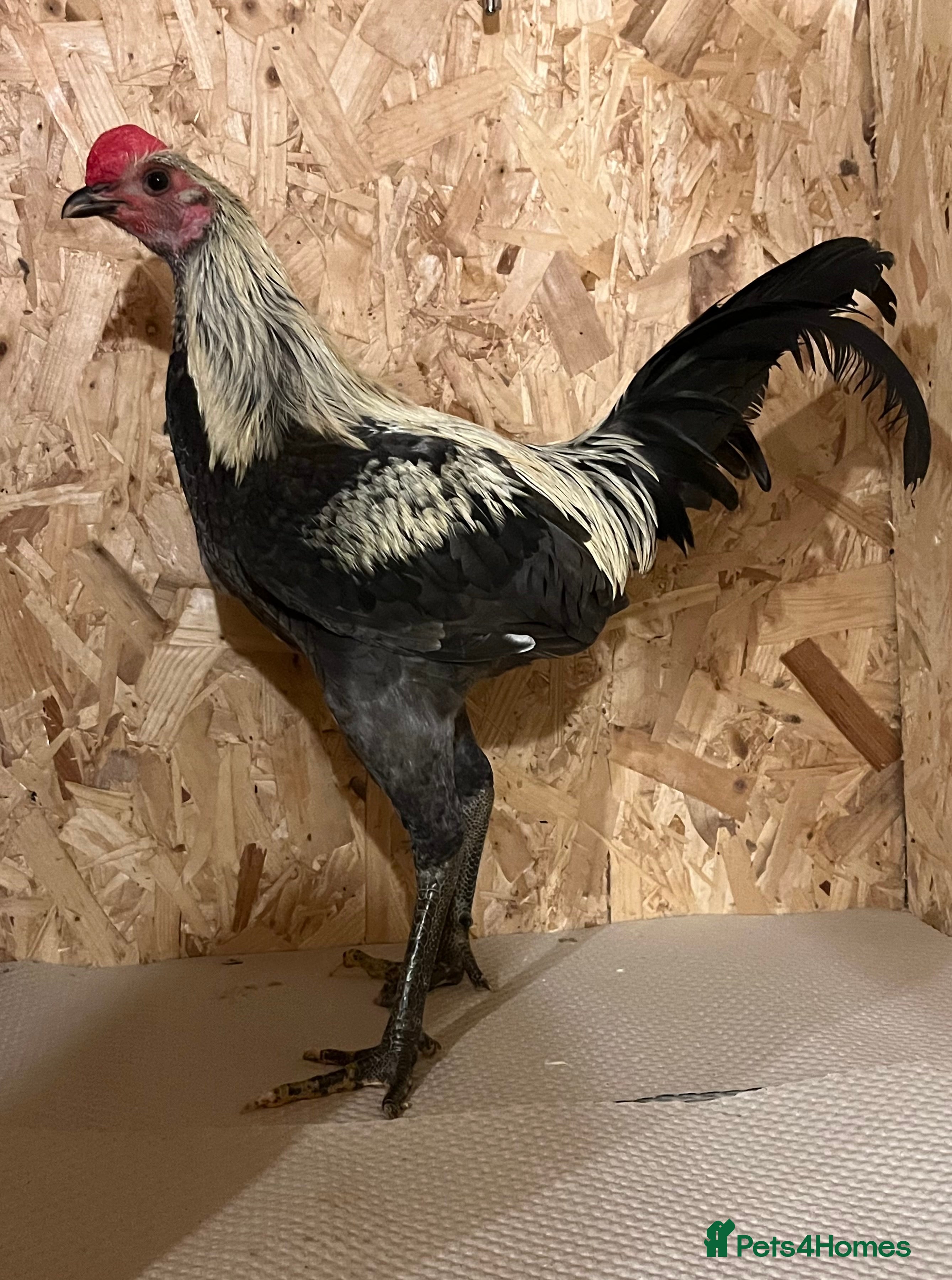 Chickens poultry Gray large old English game cockerel Carlisle) - Advert 18