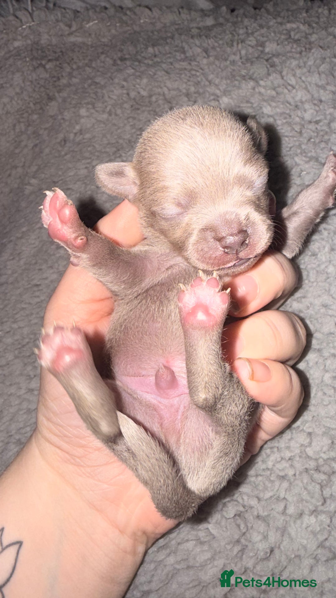 Chihuahua dogs for sale: Stunning Lilac & Blue Chihuahua Puppies - Advert 3