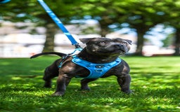 Staffordshire Bull Terrier dogs for stud: PROVEN Staffordshire bull terrier stud  - Image 6