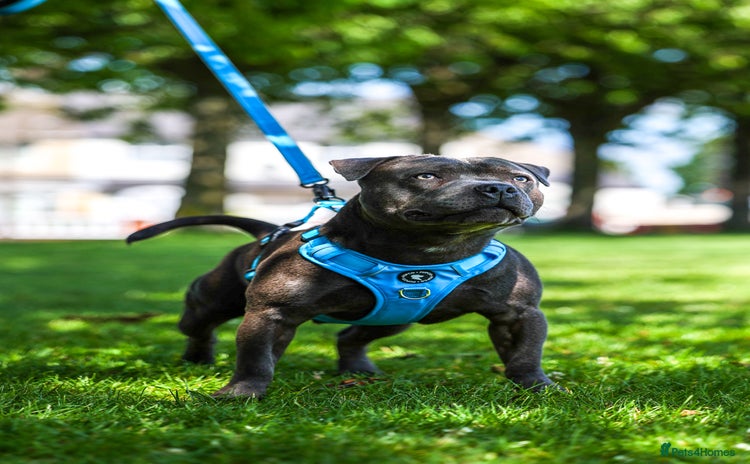 Staffordshire Bull Terrier dogs - Advert 4