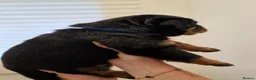 Rottweiler dogs for sale: Beautiful KC Rottweiler puppies. 2 boys, 4 girls in Brierley Hill - Advert 26