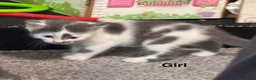 Mixed Breed cats for sale: 7 kitten for sale  in Dereham - Advert 8
