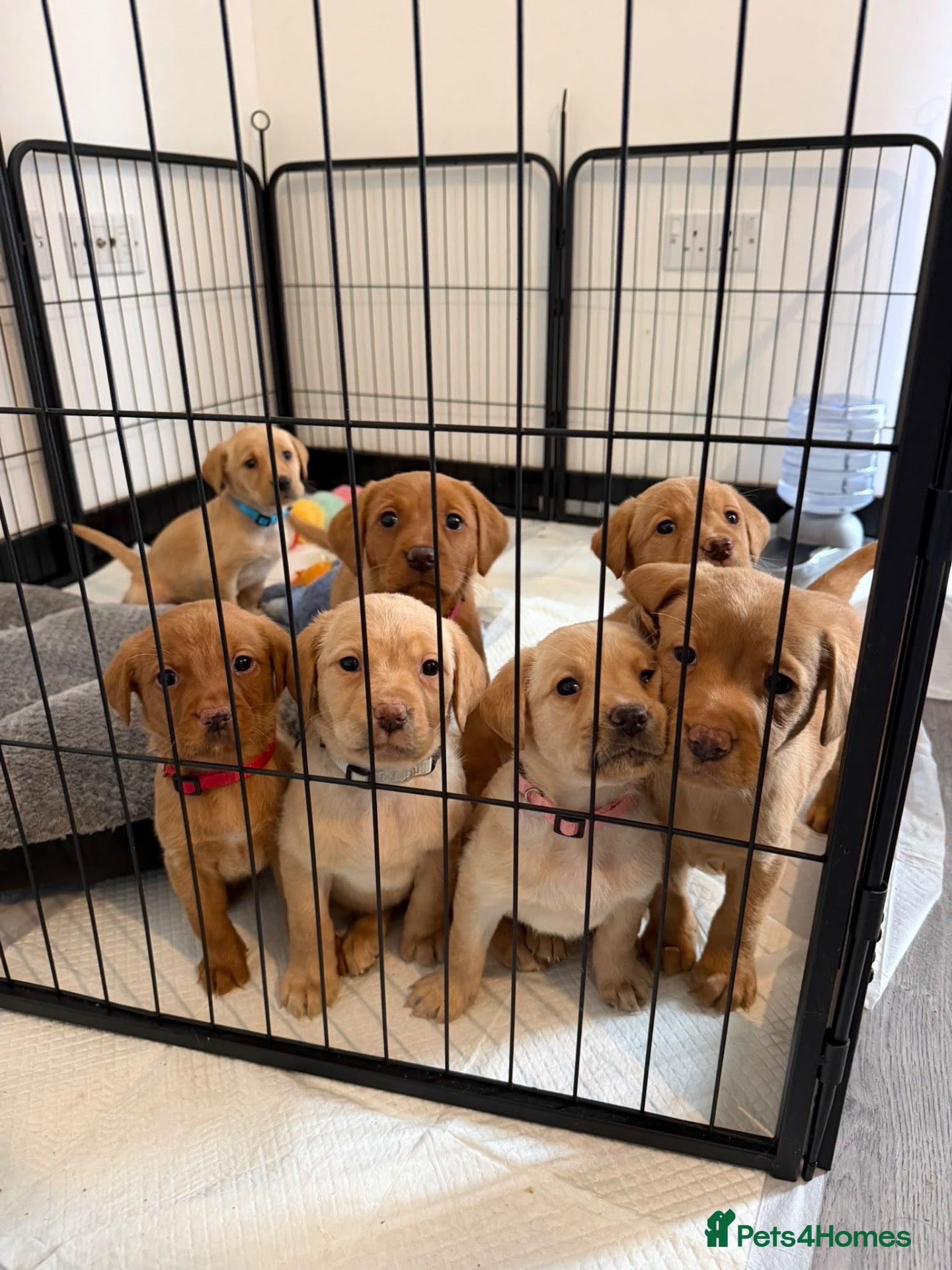Labrador Retriever dogs KC Registered Red Fox/Golden Labrador Puppies  - Advert 5