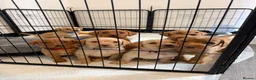 Labrador Retriever dogs for sale: *Reduced*KC Registered Labrador Puppies  - Advert 1