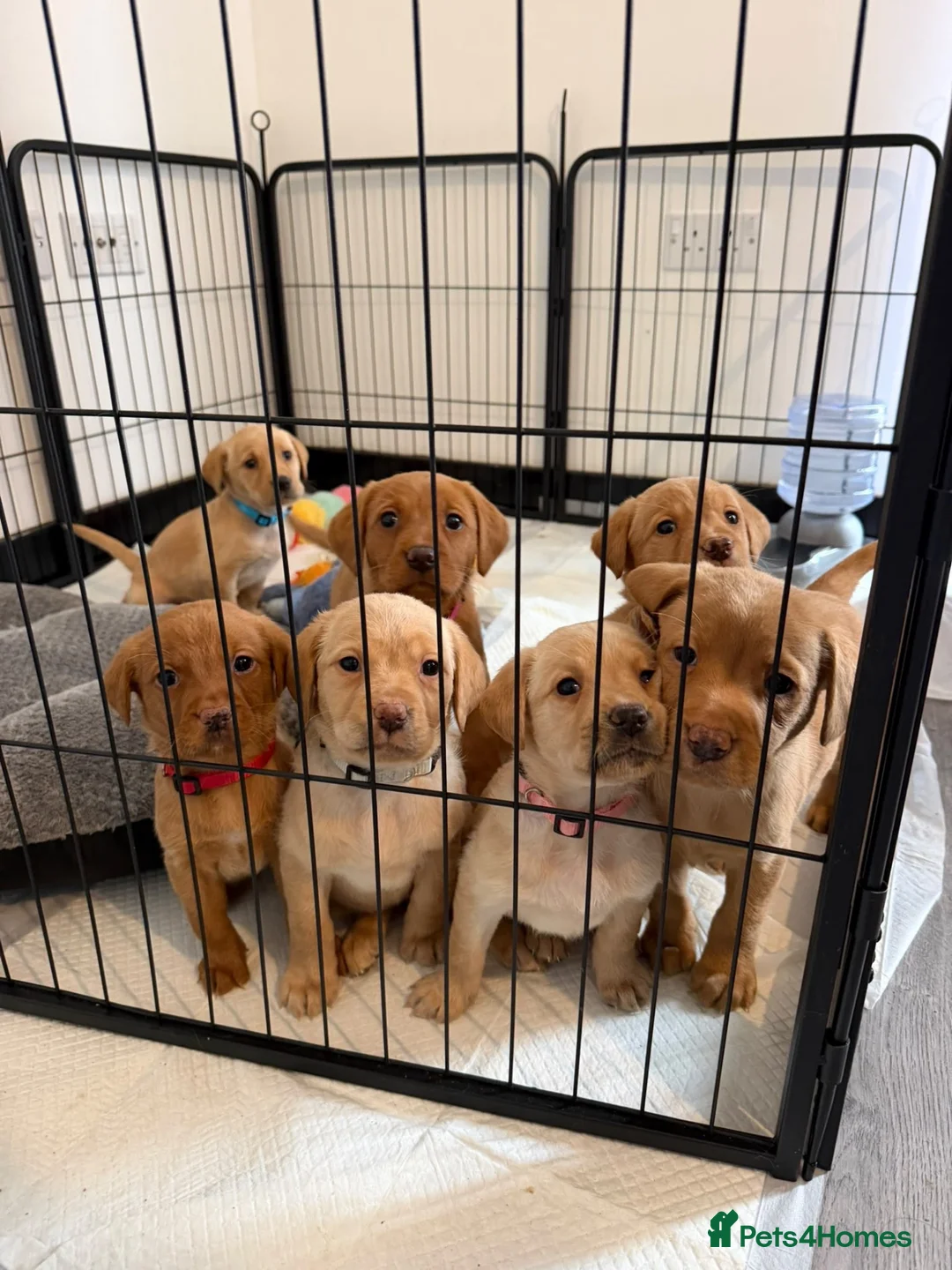 Labrador Retriever dogs for sale: *Reduced*KC Registered Labrador Puppies  - Advert 1