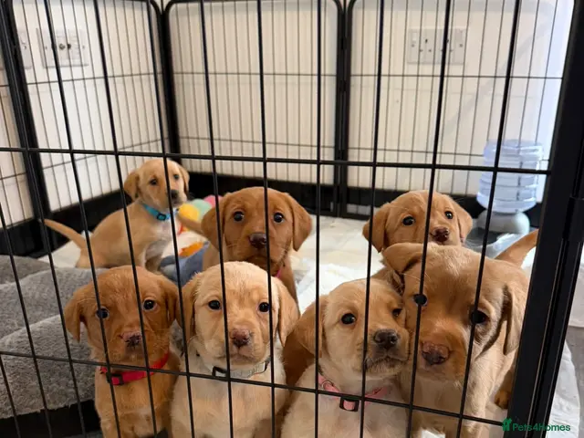 Labrador Retriever dogs for sale: *Reduced*KC Registered Labrador Puppies - Advert 13