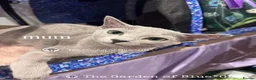 Russian Blue cats for sale: Two Beautiful Pedigree Russian Blue Girls - Advert 11